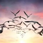 Renzo Benites: La Conexión Que Suena Más Allá del Bajo